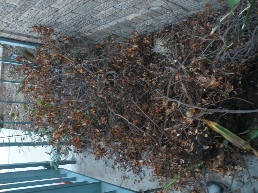 PB060657 Dead bushes along the entryway. East Hollywood