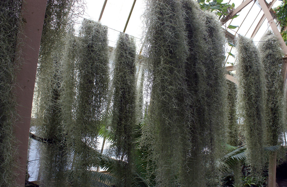 Spanish Moss at Christchurch Botanic Gardens Amazing air p… Rexness