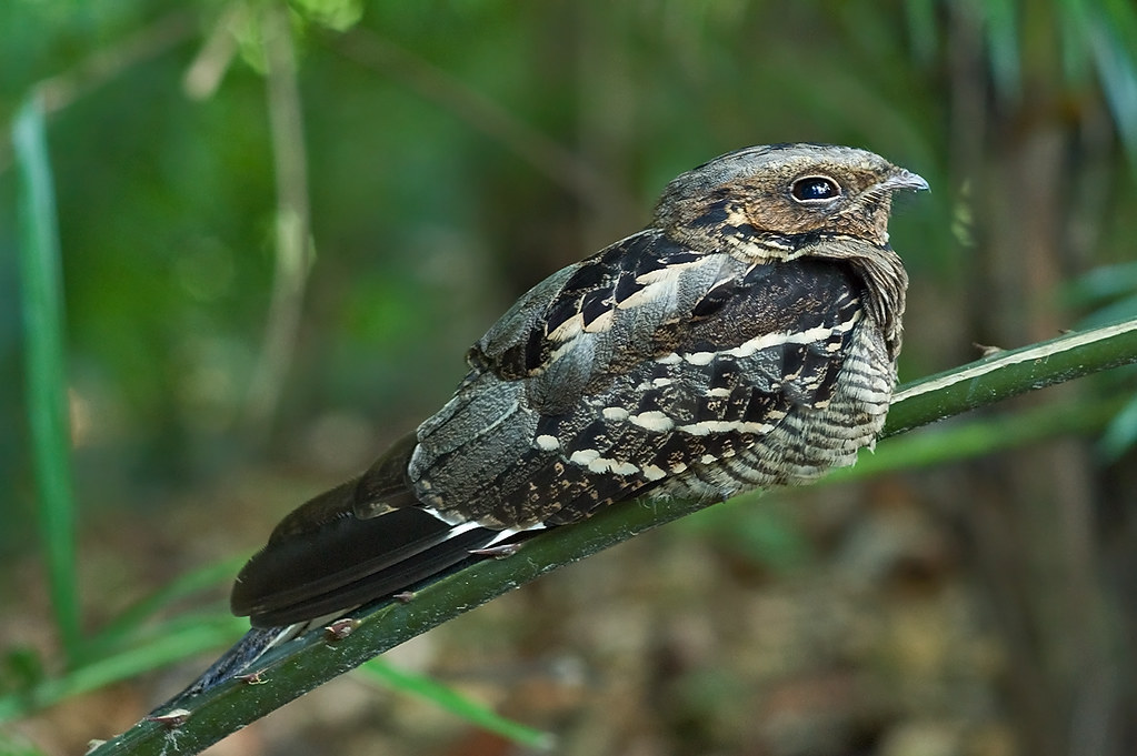 LargeTailed Nightjar Singapore Botanical Gardens. Juvenil… Flickr