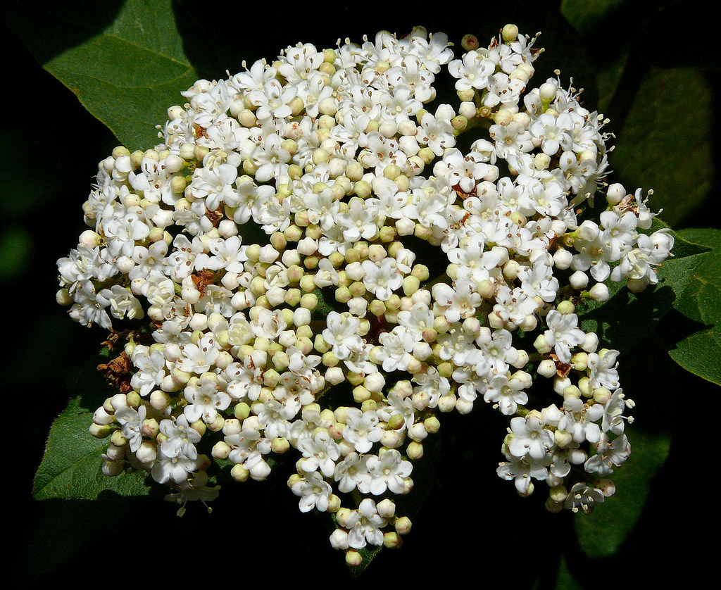 Viburnum tinus ssp. rigidum 2 Best viewed large size Ad… Flickr