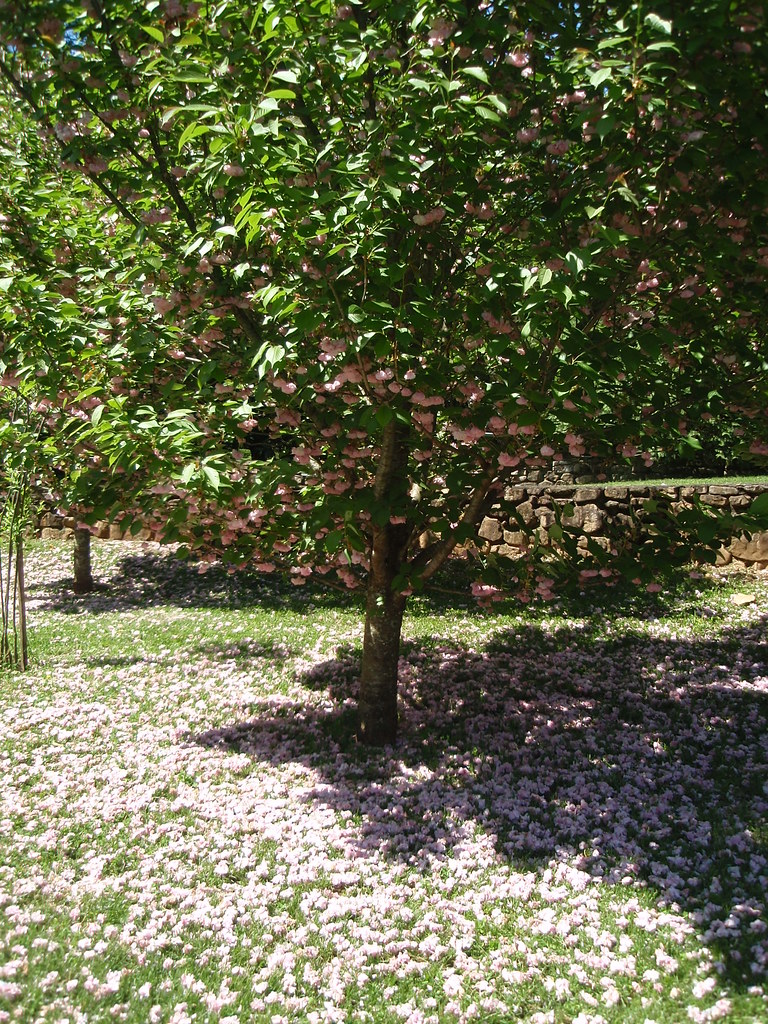 pink flowering tree (2) At the Knoxville Botanical Garden … Flickr