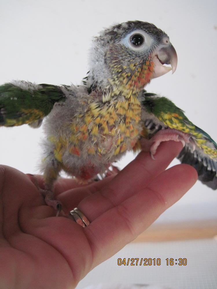 Green Cheek Conure (Opaline) 4 weeks old Bird 1 (hatched… Flickr