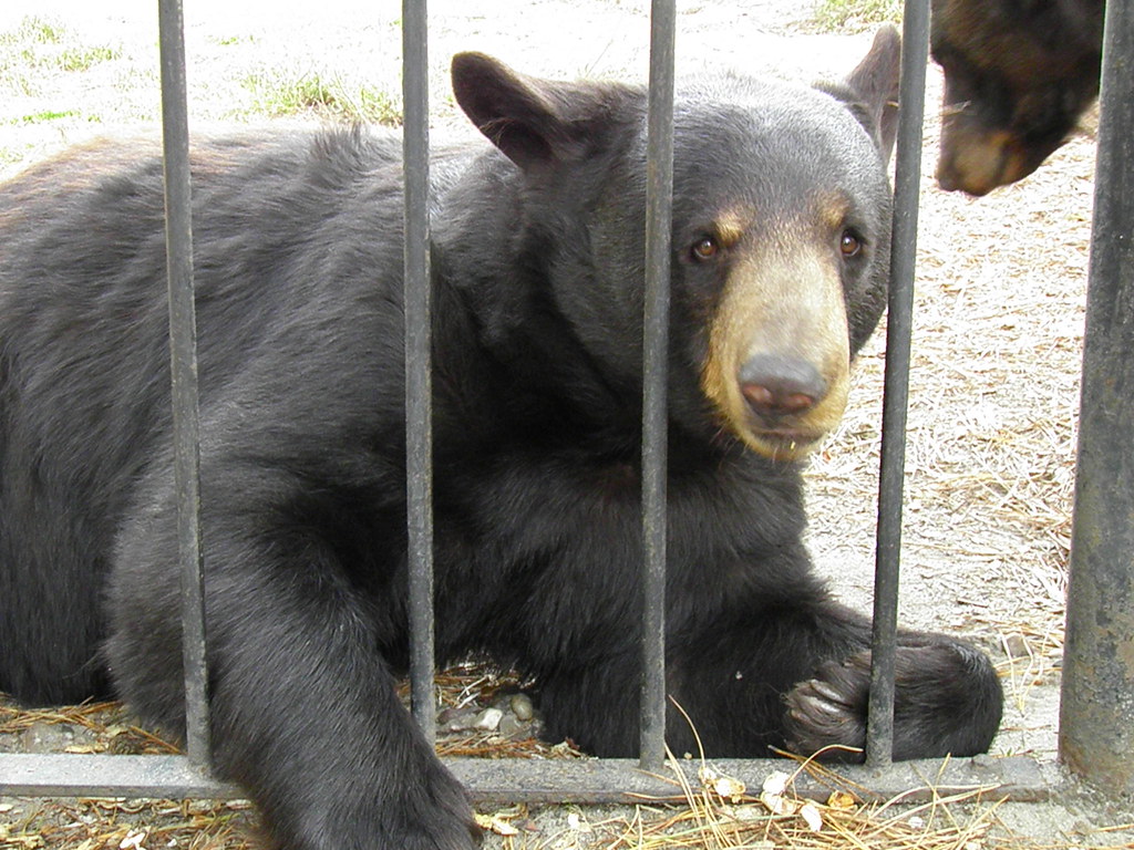 popcorn park zoo black bear Carol Vinzant Flickr