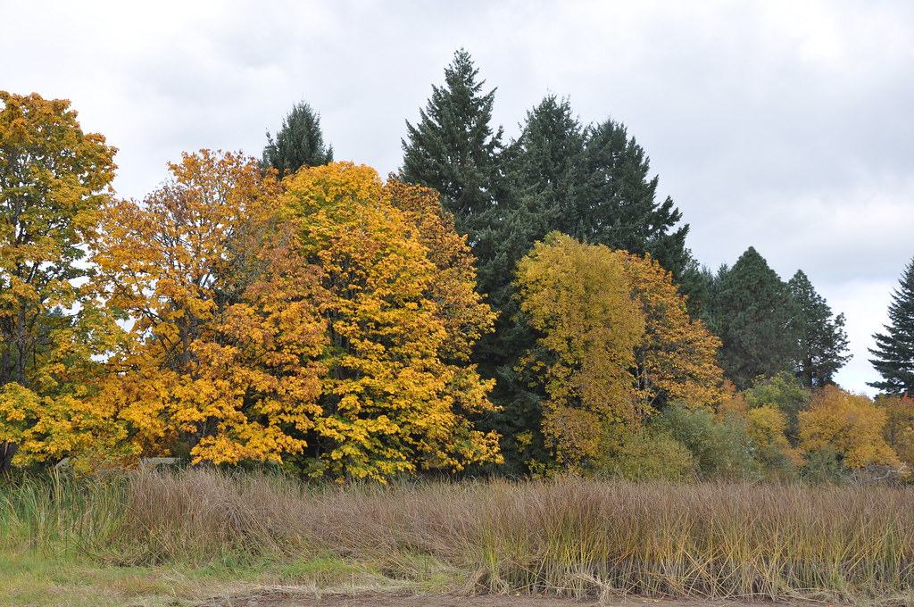 Autumn Trees Fern Ridge Wildlife Area Oregon Octob… Flickr