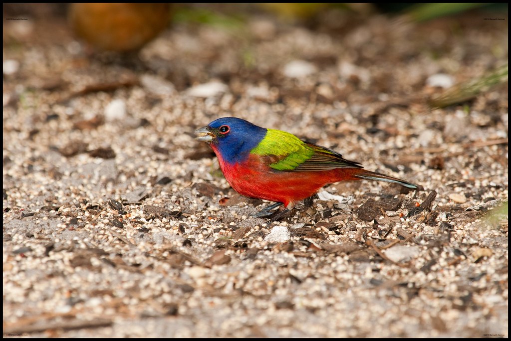Painted Bunting Eating kenh571 Flickr