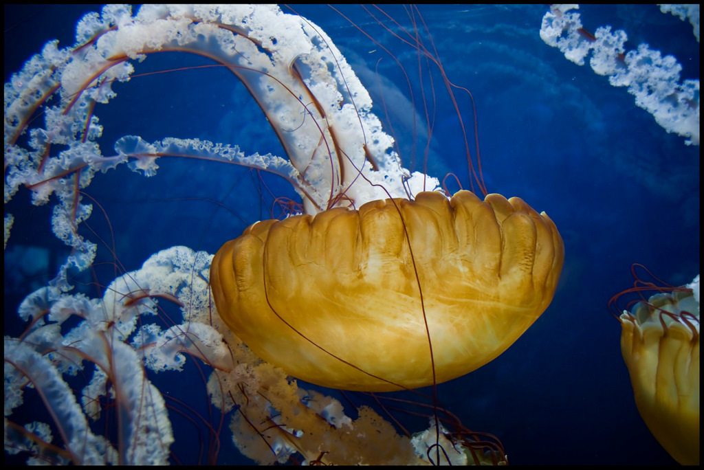 Brown Sea Nettle Jellyfish Brown Sea Nettle Jellyfish The … Flickr