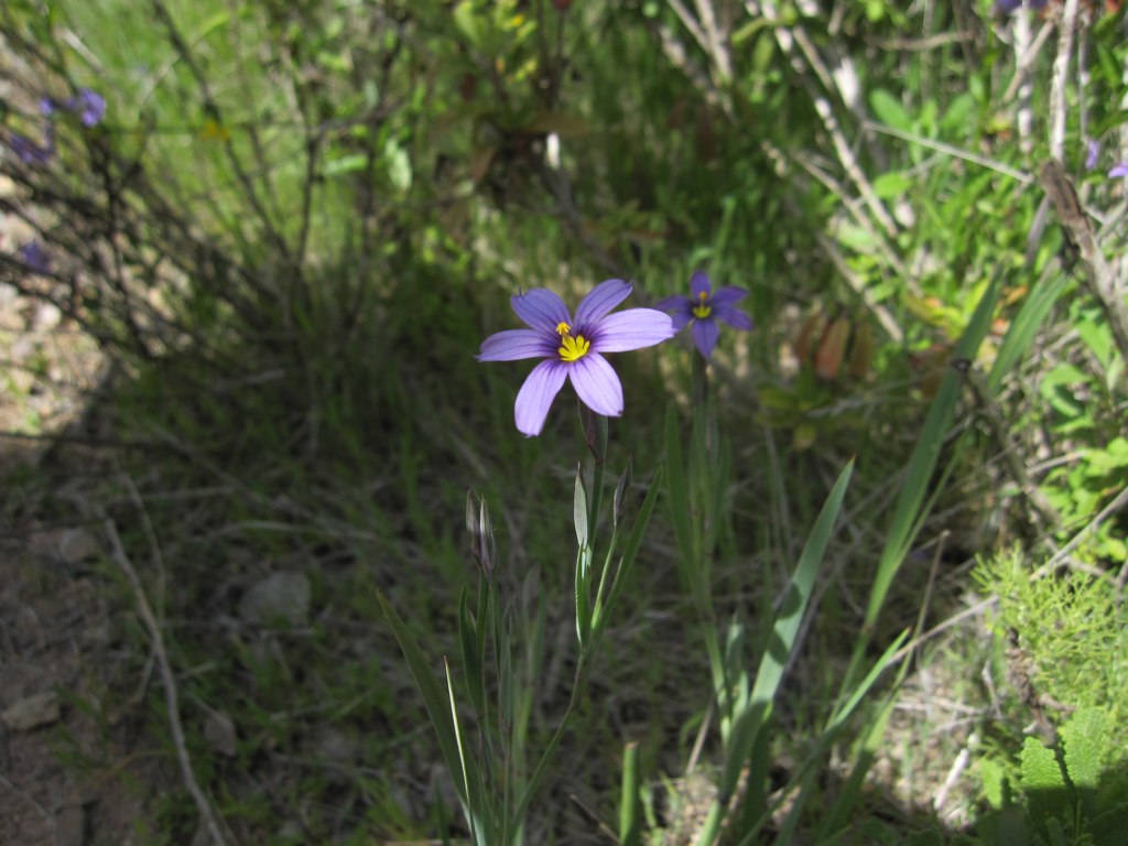 Sisyrinchium bellum BlueEyed Grass Kerry Key Flickr