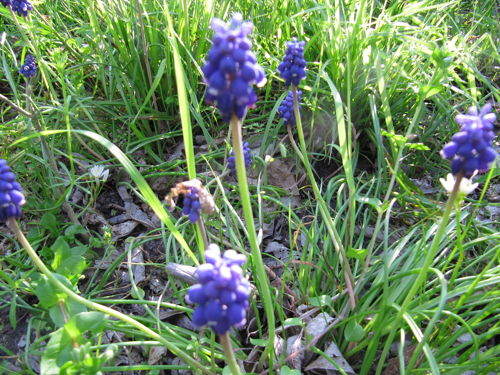 grape hyacinth, mckinney, texas, march 28, 2010 grape hyac… Flickr