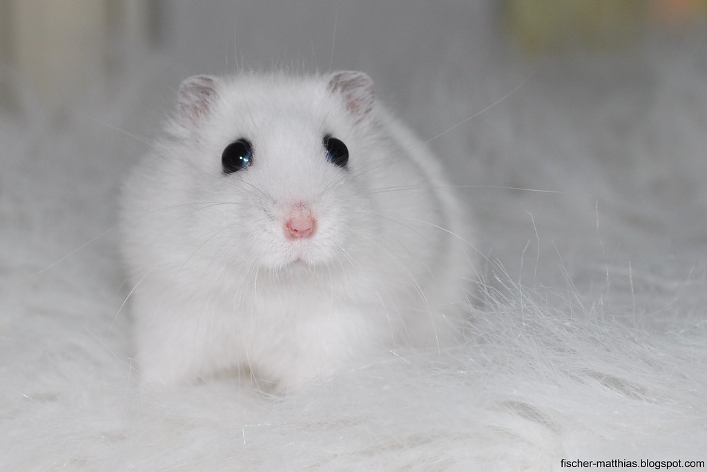 White Sweet Cute Baby Hamster Snorre Our sweet hamster. hi… Flickr