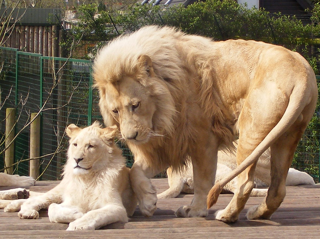 White lions White lions father and son, Paradise Park, Bro… Flickr