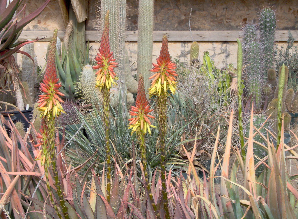 Mesa Gardens Aloes Im000298.Jpg Scott Preusser Flickr
