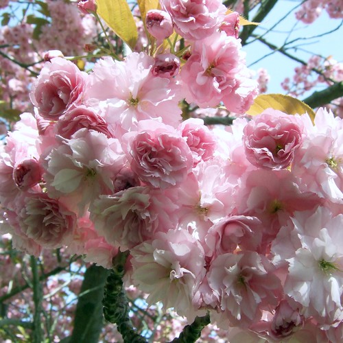 Japanese flowering cherry blossoms At least, that's what I… Flickr