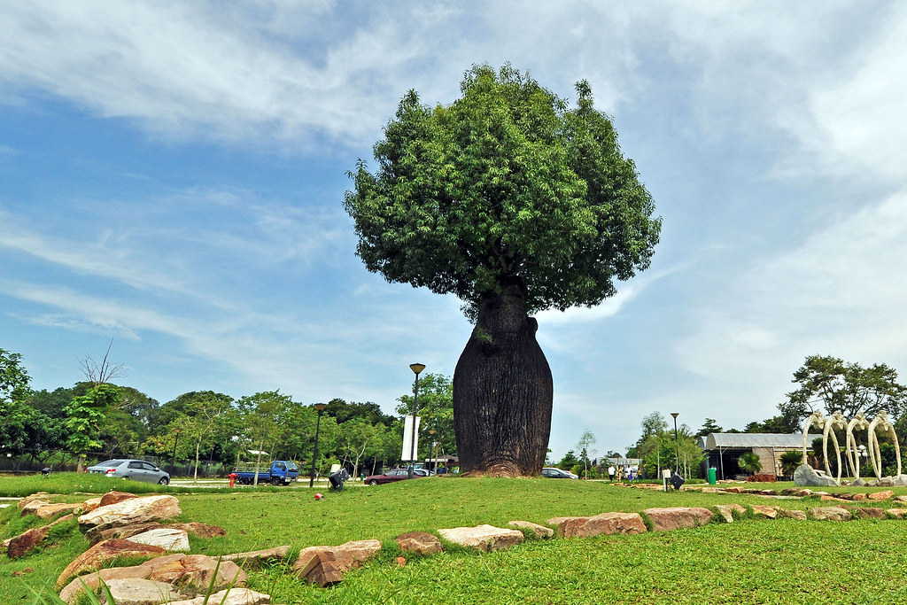 Bottle Tree Bottle Tree Park Yishun Twofive88R Flickr
