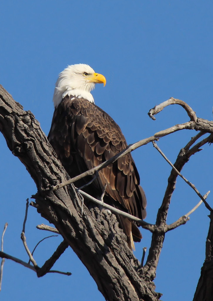 Bald Eagle Platte River Nebraska Monty McCormick Flickr