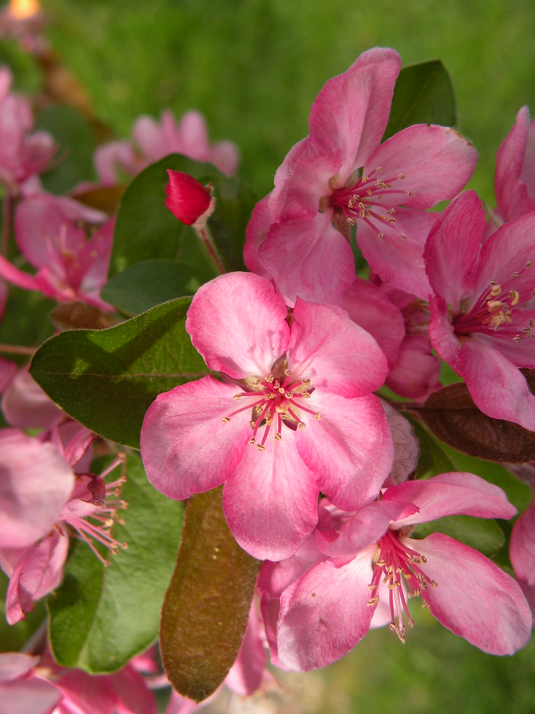 Pretty in pink Kristine Freyer Flickr