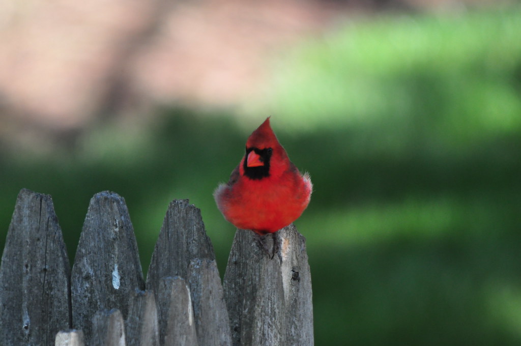 Cardinal Posed Accepting ALL suggestions on how to get Car… Flickr