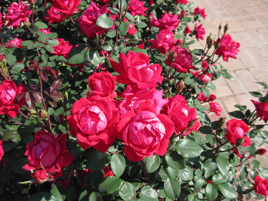 red double knockout roses at the San Antonio Botanical Gar… Flickr