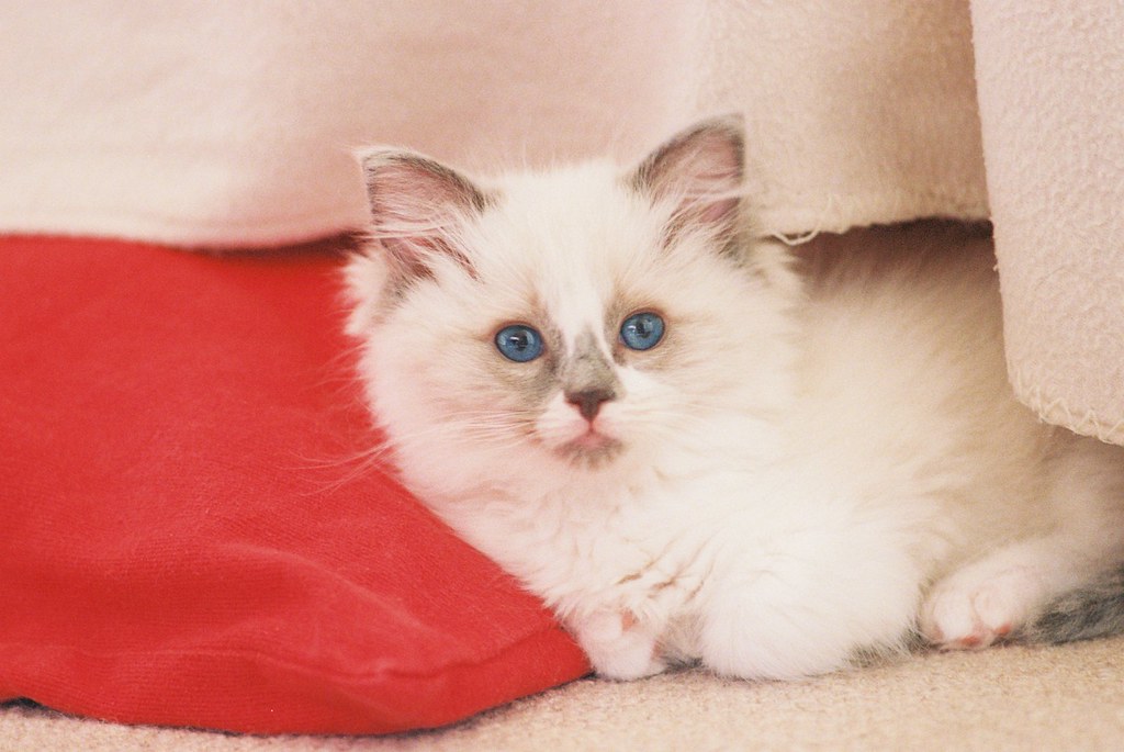 Louis Louis our Ragdoll Cat. First Shots with Canon T90 an… Flickr