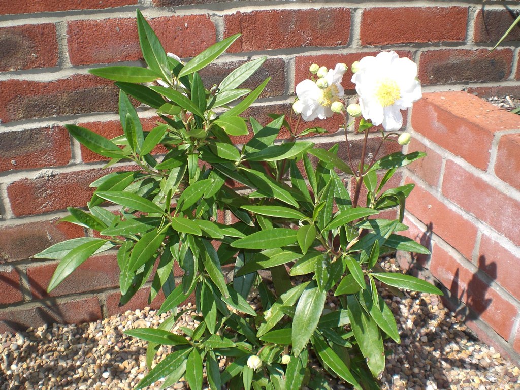 Carpenteria californica "Elizabeth" June 2010 jandc50 Flickr