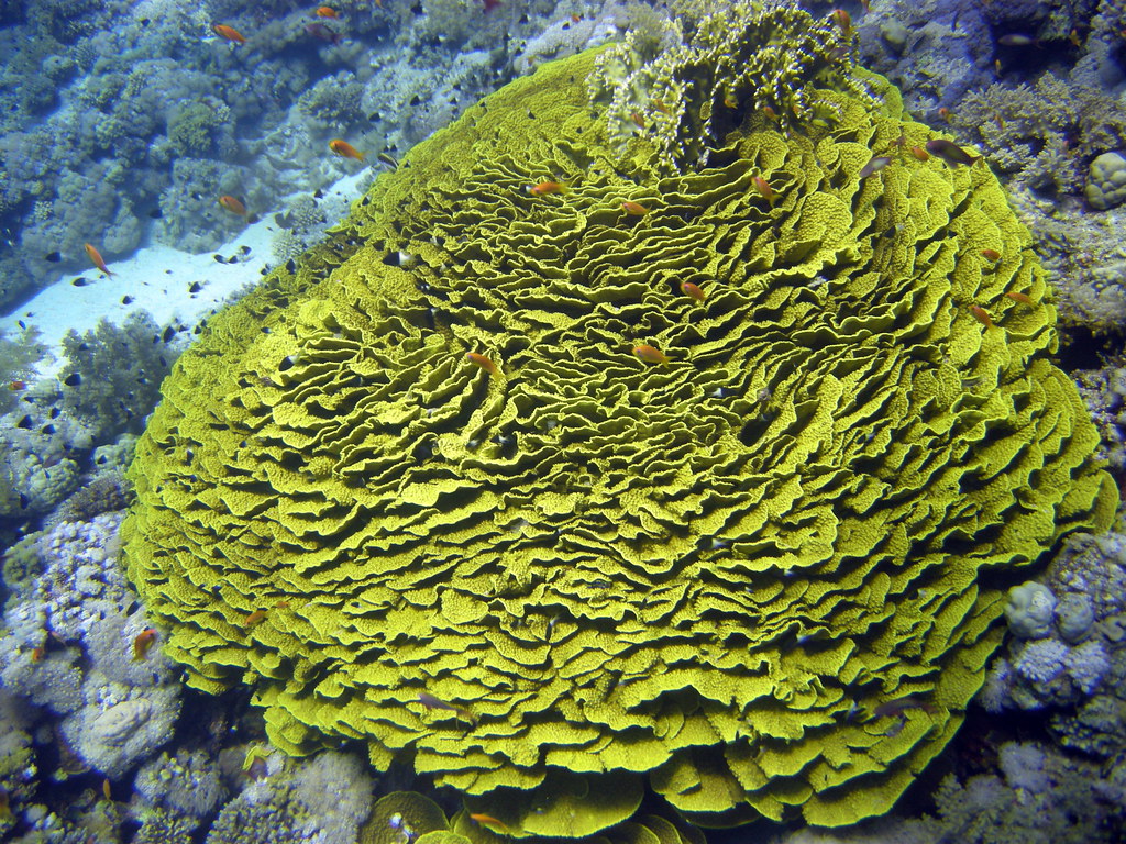 Salad Coral on Jackson Reef Matt Kieffer Flickr