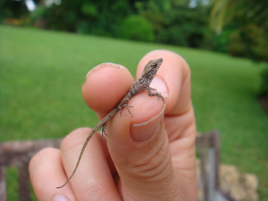 Baby lizard from Florida Aw he was so cuuuute. ♥ Eliza… Flickr