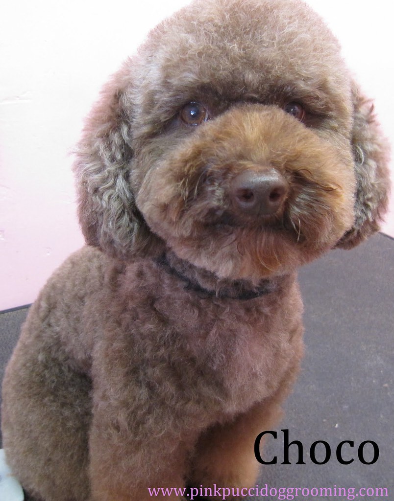 chocopoodle Japanese Style Dog Grooming in Torrance www.P… Flickr