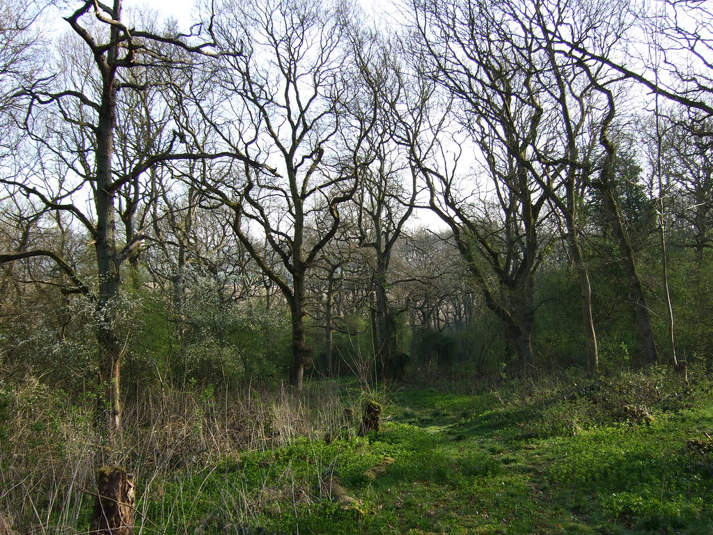 Great Merrible Wood Leicestershire & Rutland Wildlife Trust Flickr