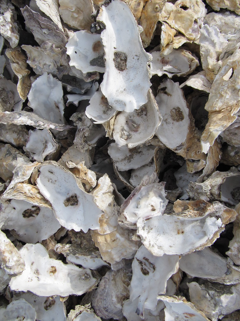 Drakes Bay Oyster Co. Flickr