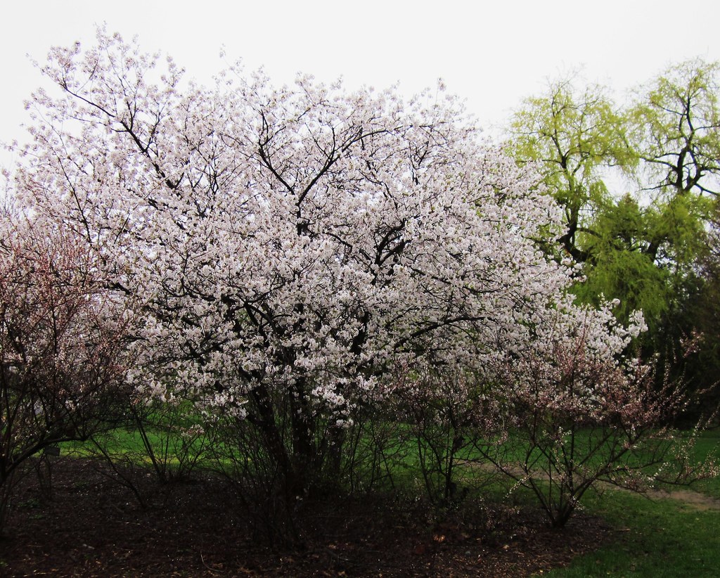 Cherry Blossoms At the Central Experimental Farm in Ottawa… Flickr