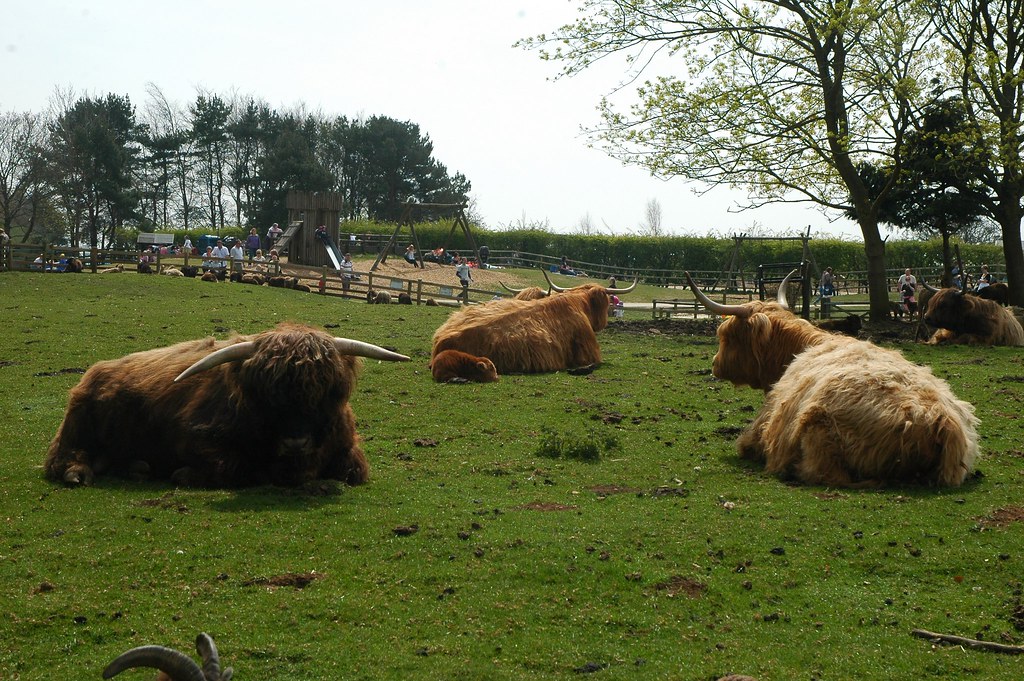 Cotswold Farm Park 27 Simon Cozens Flickr