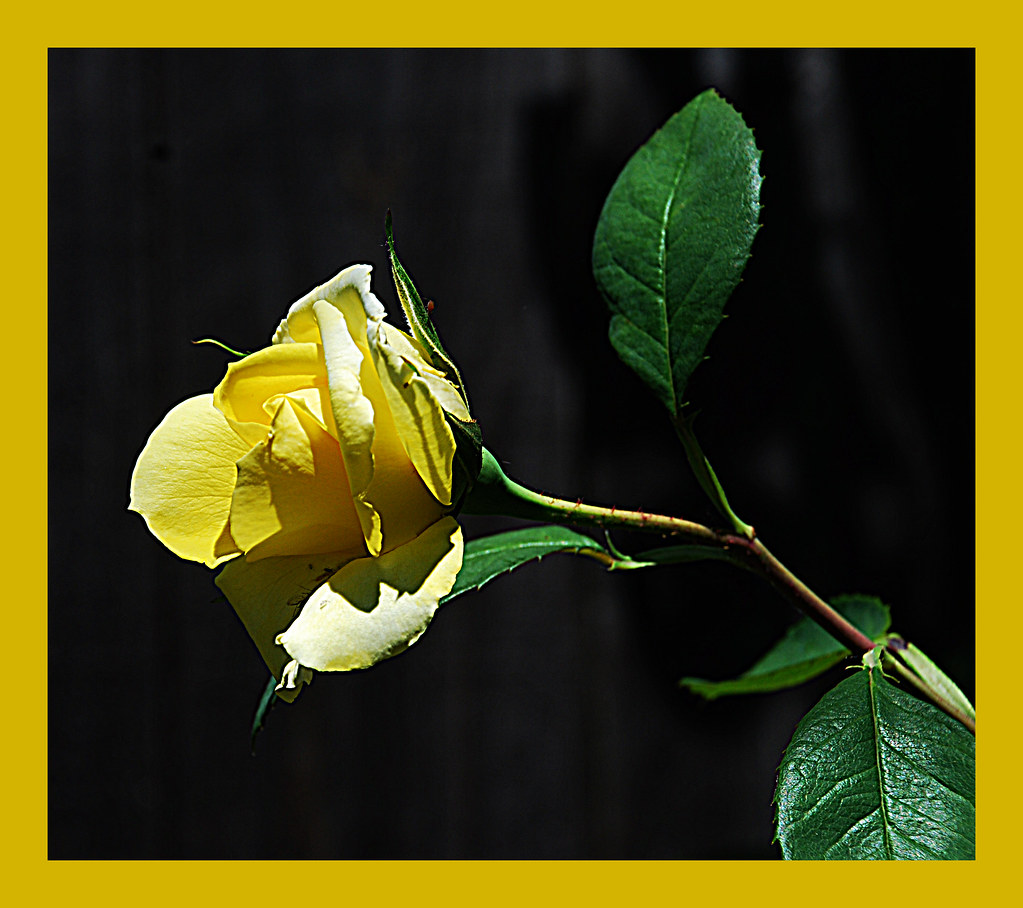 bud in frame Peggy COURTNEY Flickr