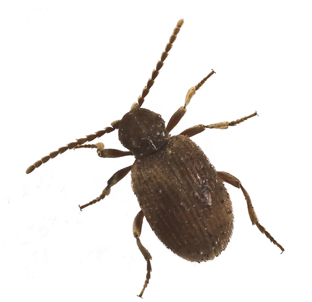 Australian Spider beetle (Ptinus tectus) David Flickr