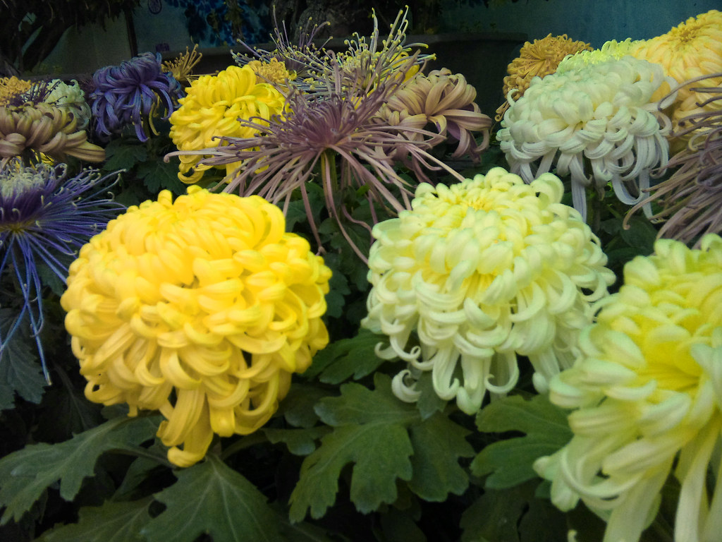 Chinese Flowers Nikolai Ormazablev Flickr