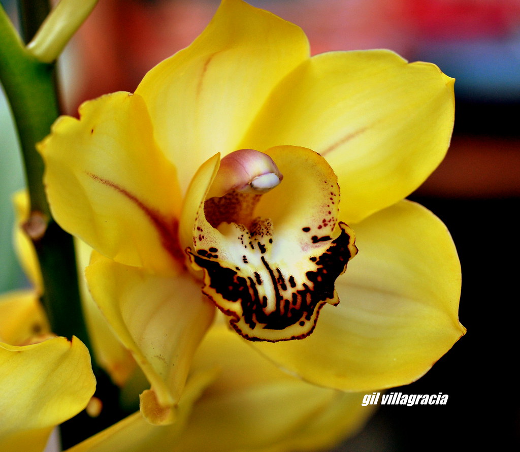 cymbidium watson nursery in puyallup wash.. (best viewed l… Flickr