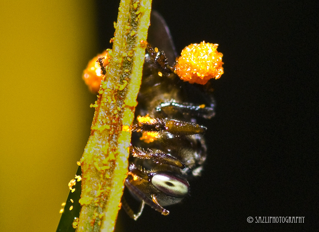 Small Honey Bee Local Name Kelulut Size 34mm Location