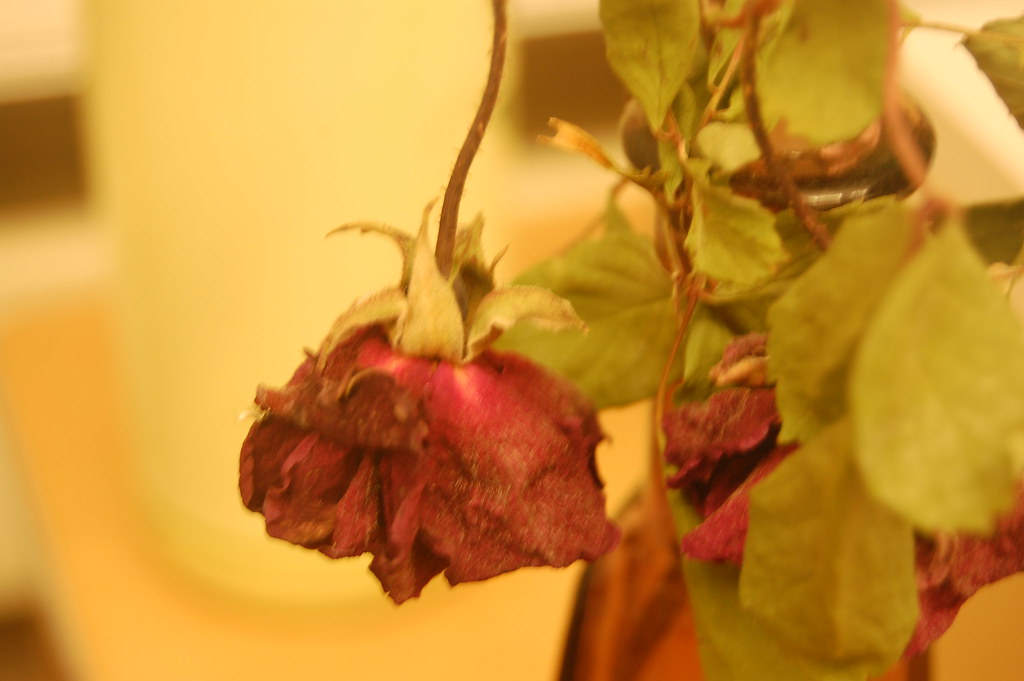 Dead Rose When A Life Ends It Symbolizes A New Beggining. Ruby H