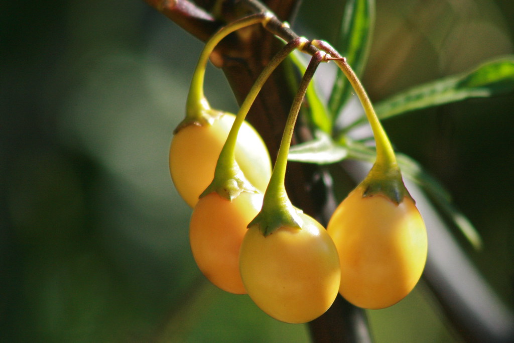Poroporo Solanum aviculare The tracksides and