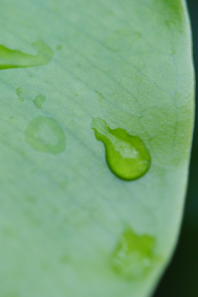 Plants No Flowers Flickr