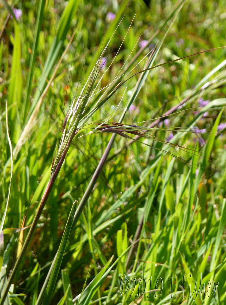 Purple needle grass Calif State Grass tfisher68 Flickr