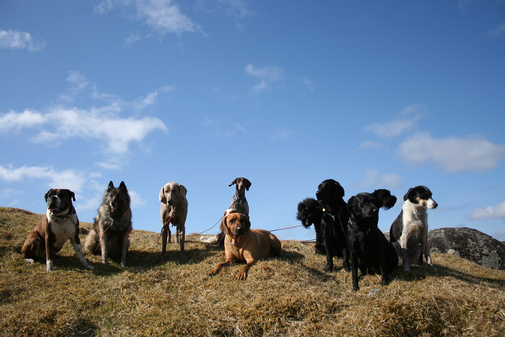 Active Dog Daycare Here you see Active DogDaycare at a … Flickr