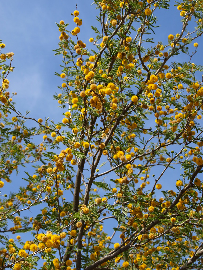 Yellow pom poms SWEET ACACIA ) suzanneinphoenix Flickr
