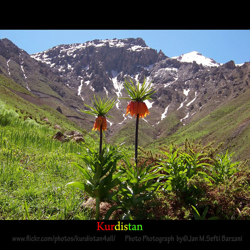 "Kurdistan Flowers" Nature Landscape KURDISTAN🌟 كوردستان Flickr