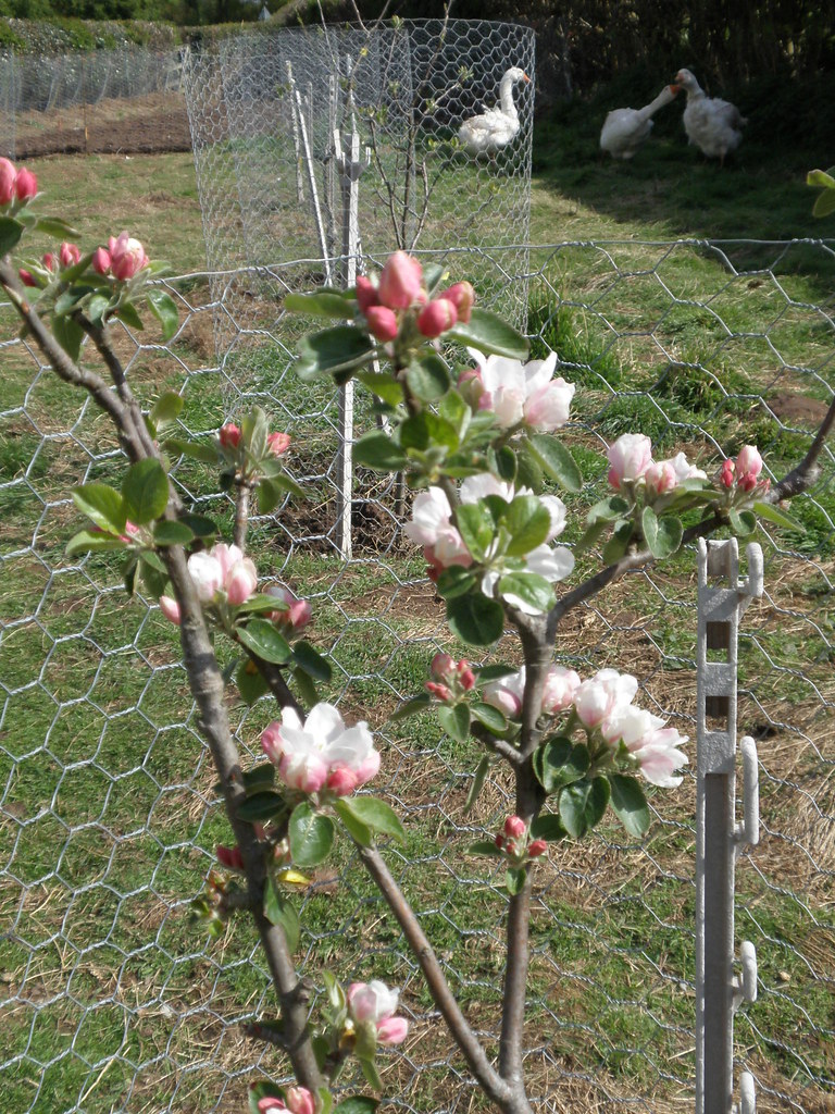Claygate Pearmain Lots of blossom on the little trees! Amanda