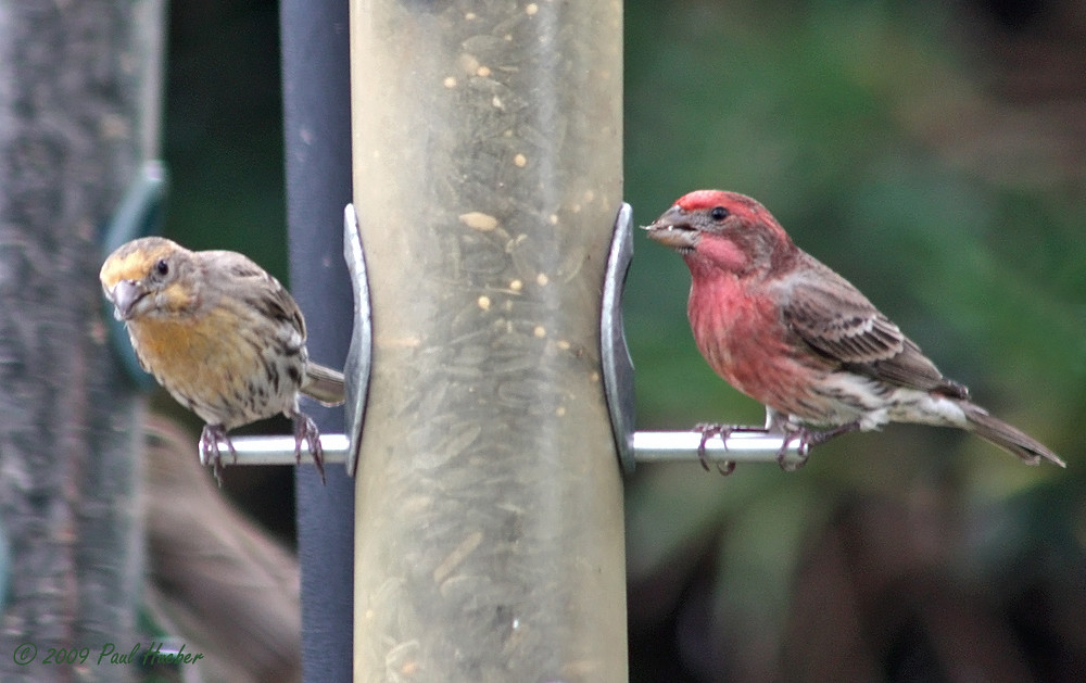 House Finch color variants (Haemorhous mexicanus) (Carpoda… Flickr