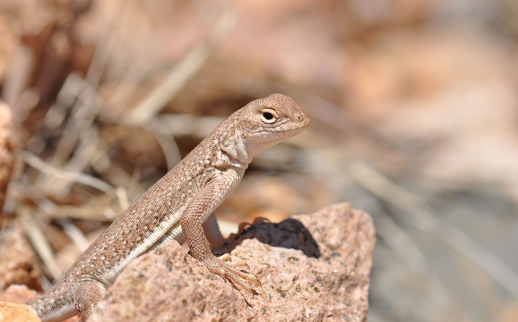 Elegant Earless Lizard, Holbrookia elegans Second calendar… Flickr