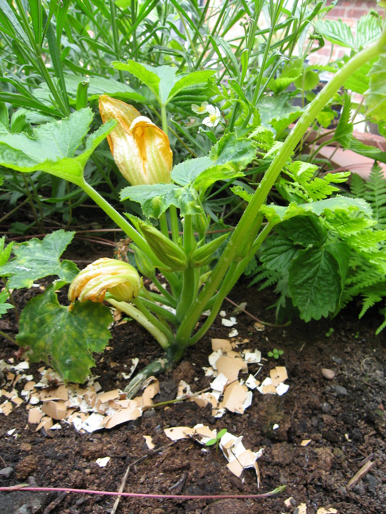 Zucchini plant With eggshell and coffee ground snail/slug … Flickr