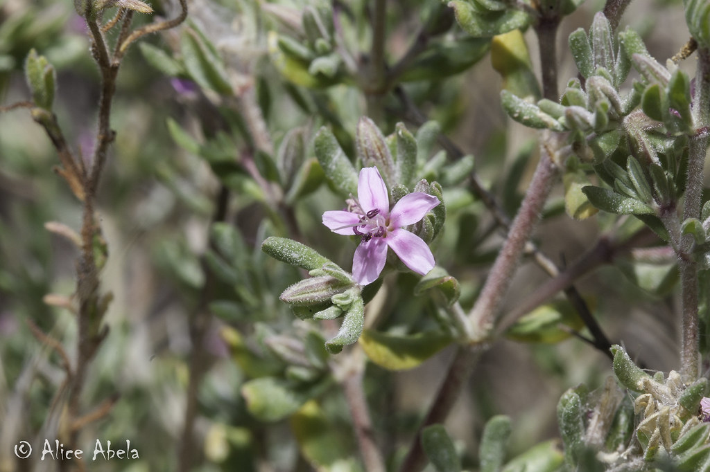 Alkali Heath (Frankenia salina) Alkali heath from Santa Ba… Flickr