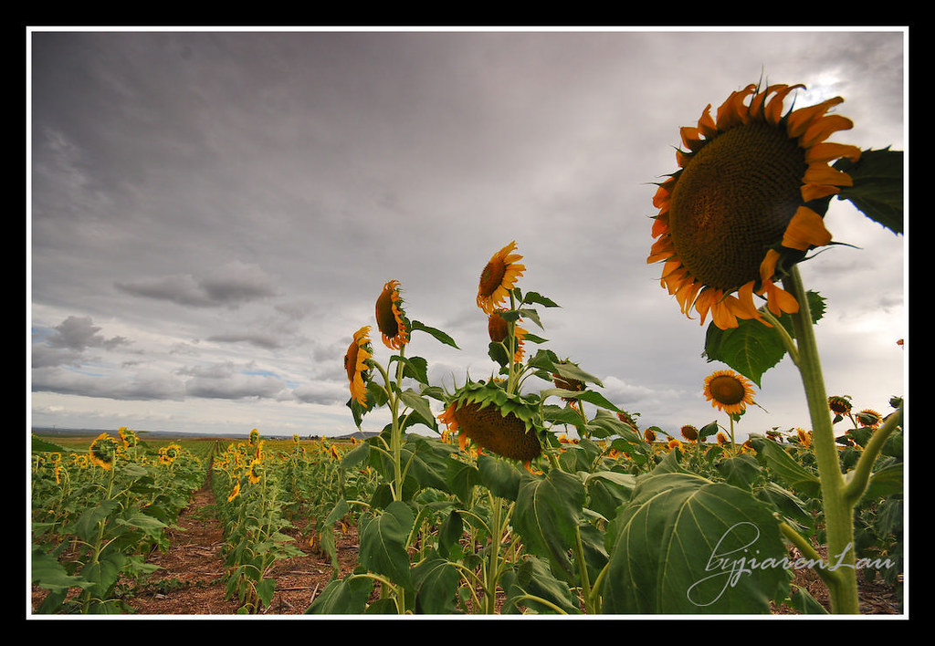 Toowoomba Sunflower Field For the full story, click HERE Flickr