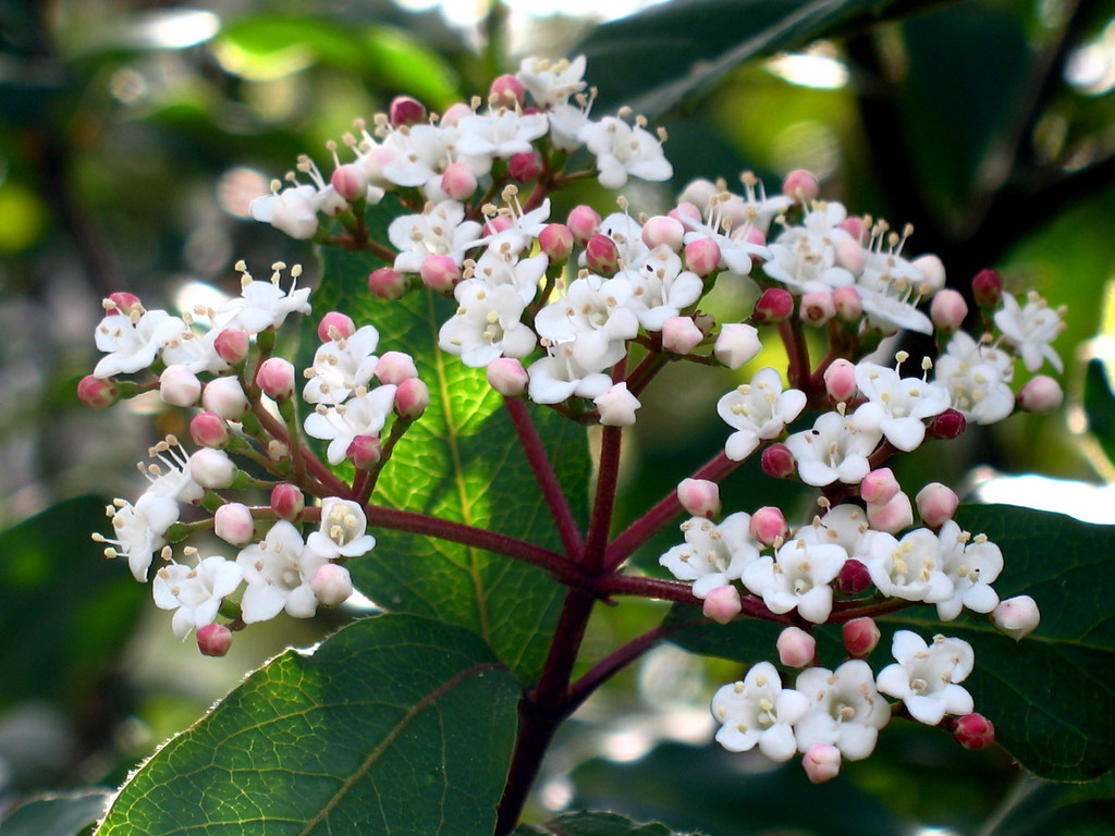 Viburnum Shrub in my garden. Houston, Texas. Mar. 2010 PINKE Flickr