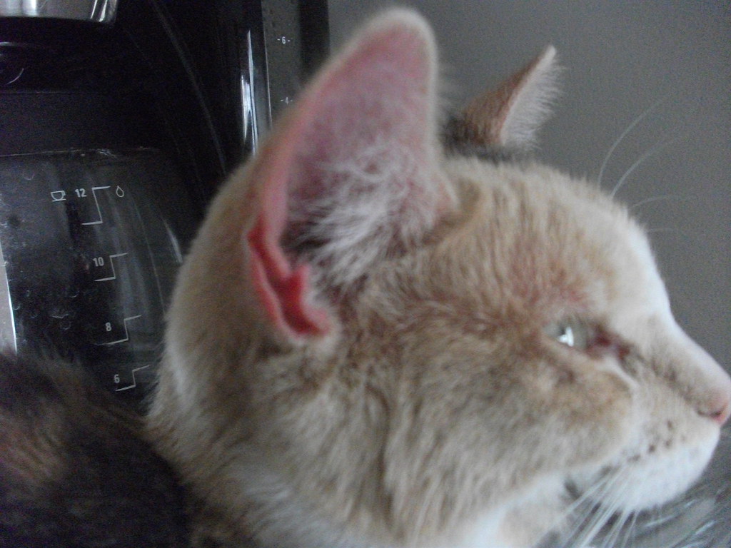 Cat Ear Red toxoplasmosis